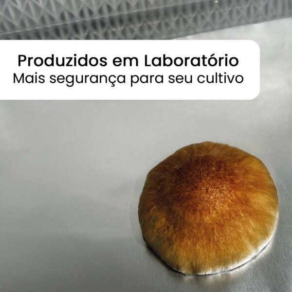 B+ (Psilocybe cubensis) - Carimbo de Esporos - Image 3