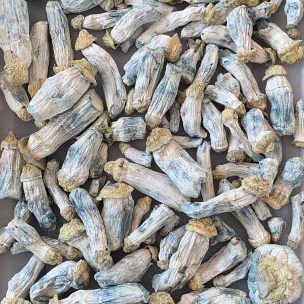 shakti desidratado psilocybe cubensis