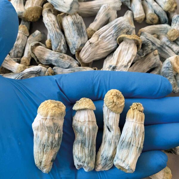 shakti desidratado psilocybe cubensis