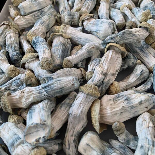 shakti desidratado psilocybe cubensis