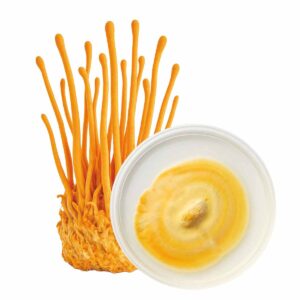 cordyceps militaris semente cultura em placa