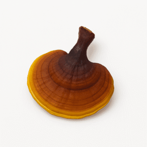 Reishi (Ganoderma lucidum) – Amostra Botânica