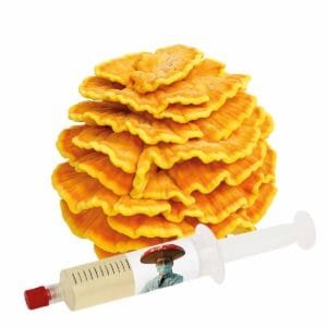 Frango da Floresta (Laetiporus sulphureus) - Semente Cultura Líquida