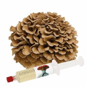 Cultura Líquida de Grifola frondosa – Maitake