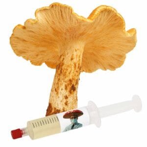 Titans (Macrocybe titans) – Semente Cultura Líquida