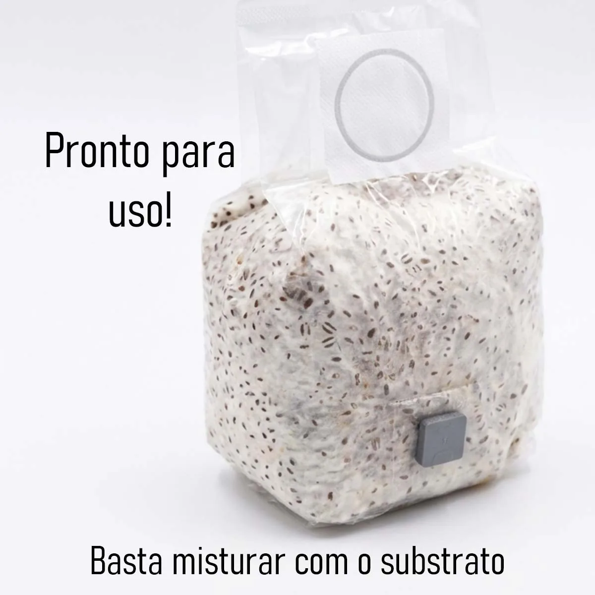 Grãos Colonizados de Reishi | Spawn | Semente Ganoderma lucidium - Imagem 6