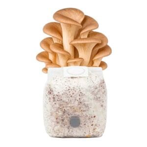 Grãos Colonizados de Shimeji Marrom | Spawn | Semente Pleurotus pulmonaris