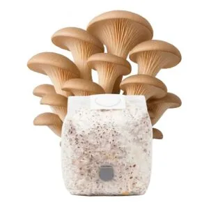 Grãos Colonizados de Shimeji “Pérola” | Spawn | Semente Pleurotus ostreatus