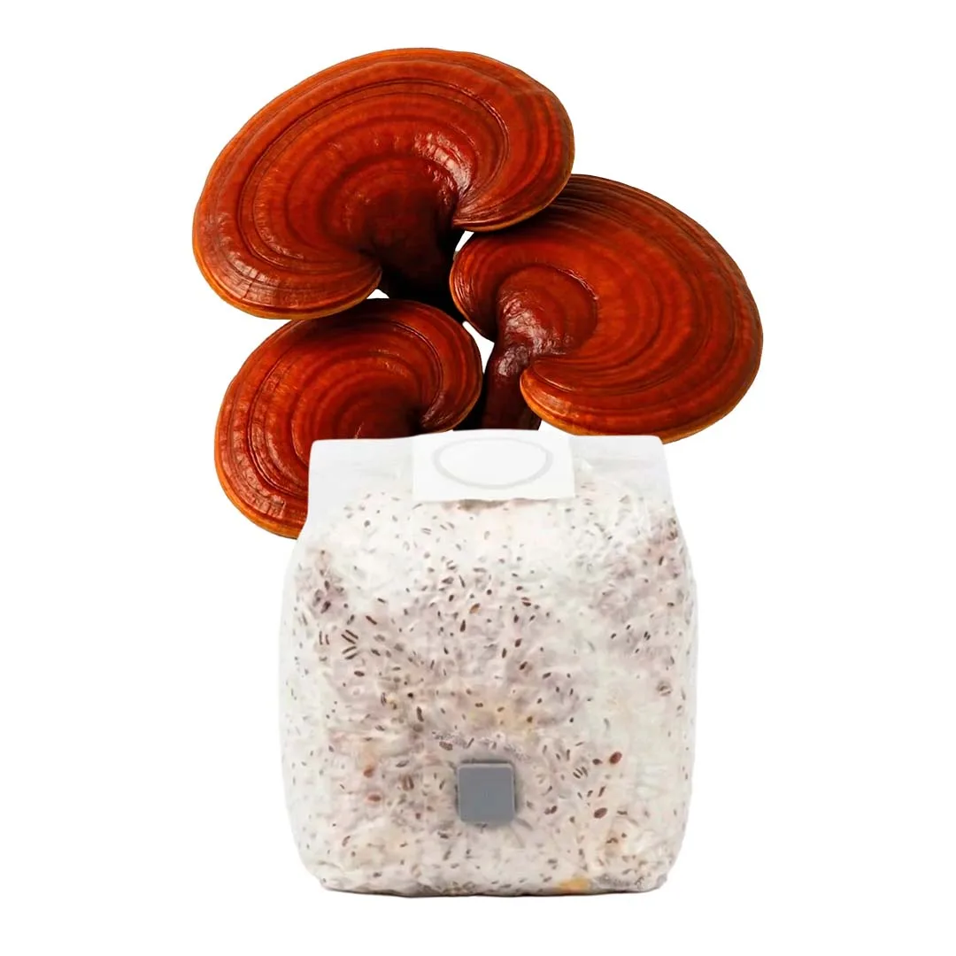 Grãos Colonizados de Reishi | Spawn | Semente Ganoderma lucidium