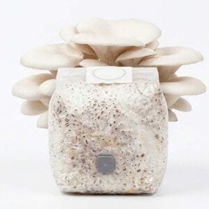 Grãos Colonizados de Shimeji Branco | Spawn | Semente Pleurotus ostreatus