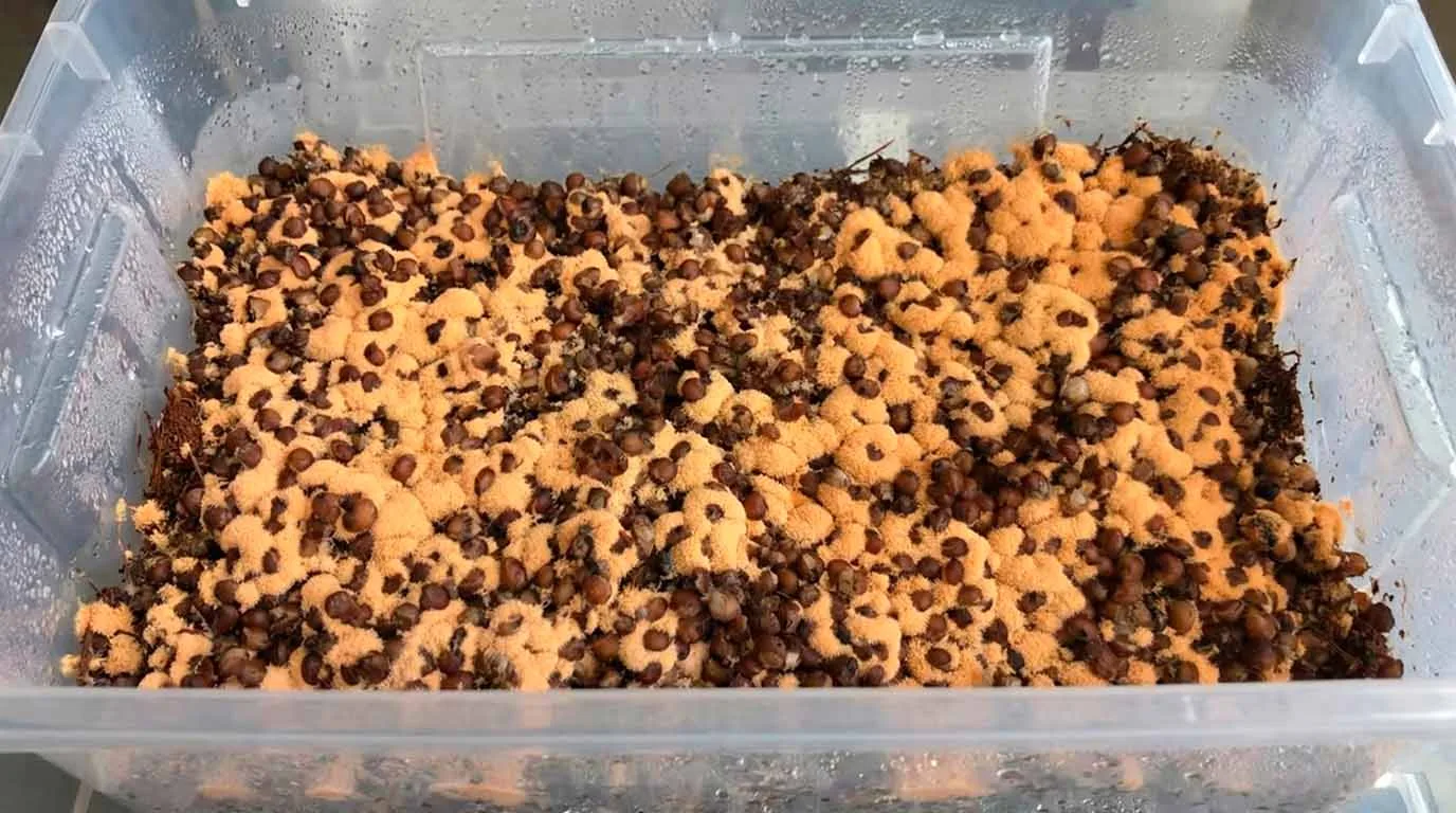 Guia de Contaminações no Cultivo de Cogumelos - Imagem 3
