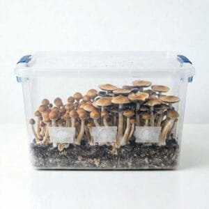 cultivo em monotub