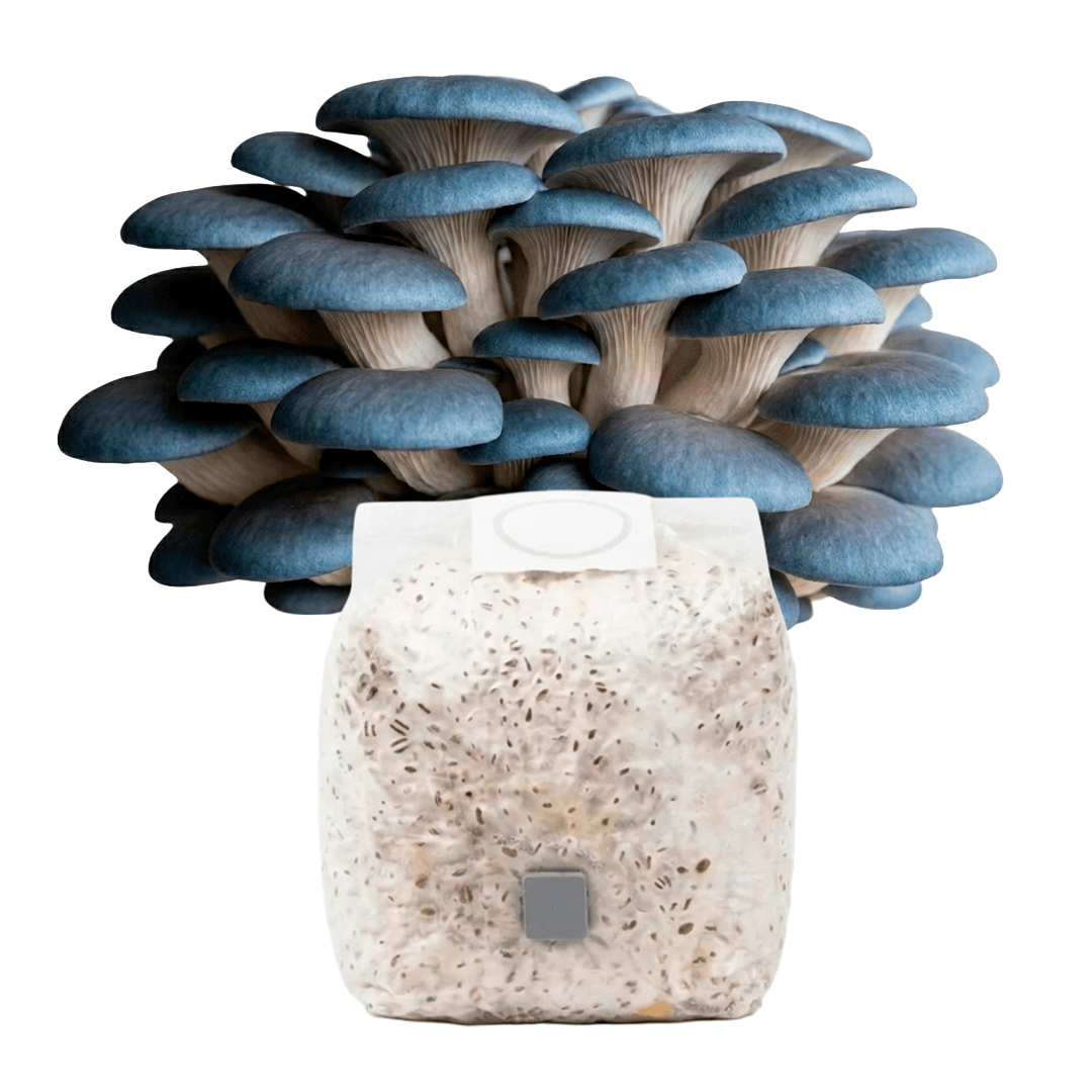 Grãos Colonizados de Shimeji Azul | Spawn | Semente Pleurotus columbinus