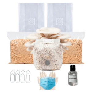 Kit Cultivo Completo | Shimeji Branco