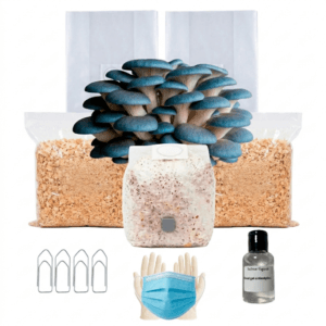 Kit Cultivo Completo | Shimeji Azul