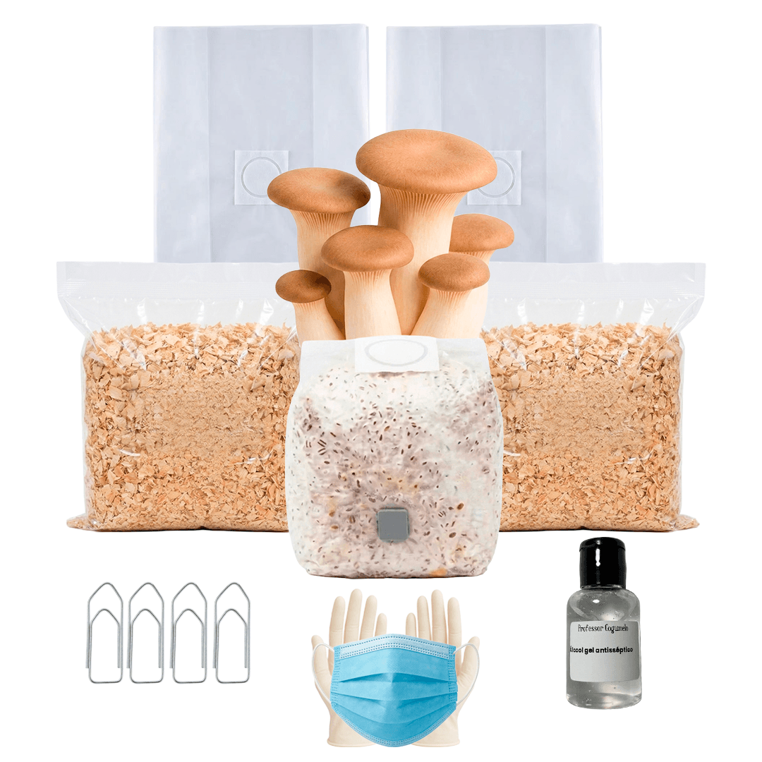 Kit Cultivo Completo | Eryngii