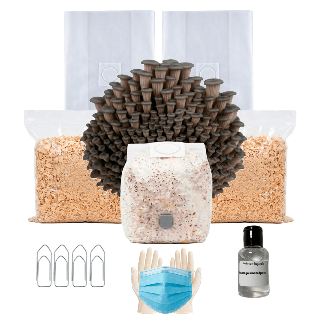 Kit Cultivo Completo | Shimeji Preto