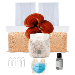 Kit Cultivo Completo | Reishi