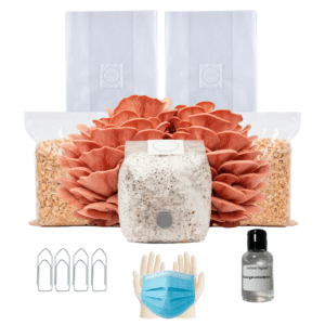 Kit Cultivo Completo: Shimeji Rosa