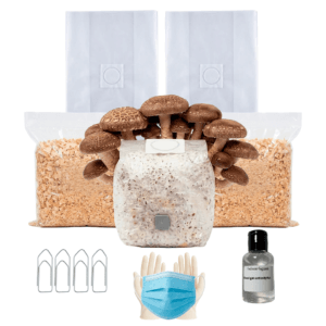 Kit Cultivo Completo | Shiitake