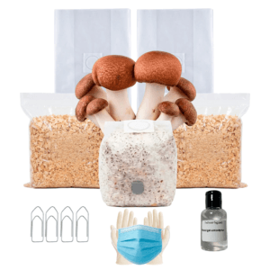 Kit Cultivo Completo | Cogumelo do Sol