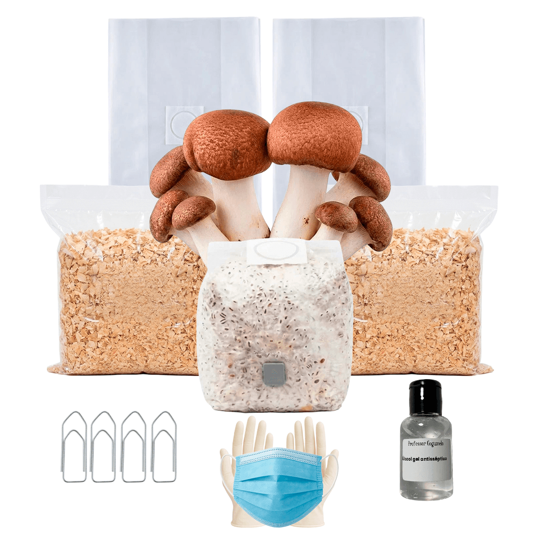 Kit Cultivo Completo | Cogumelo do Sol