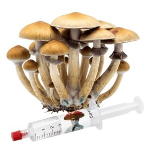 solução de esporos cultura líquida Psilocybe cubensis