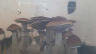 IMG 20241217 WA0010