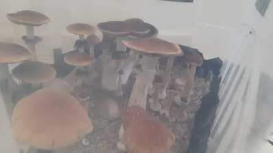 IMG 20241217 WA0008 (1)