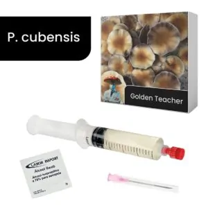 cultura líquida de golden teacher psilocybe cubensis