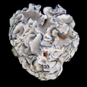 Enigma Tidal Wave - P. cubensis - Amostra Taxonômica Premium