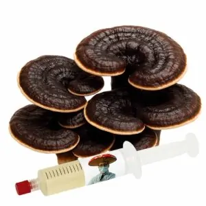Reishi Negro (Ganoderma sinense) – Semente Cultura Líquida