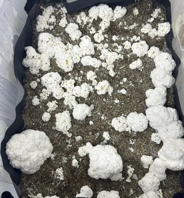 Enigma Tidal Wave - P. cubensis - Amostra Taxonômica Premium - Imagem 2