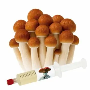Penis Envy 7 Plus (Psilocybe cubensis) PE7 – Semente Cultura Líquida