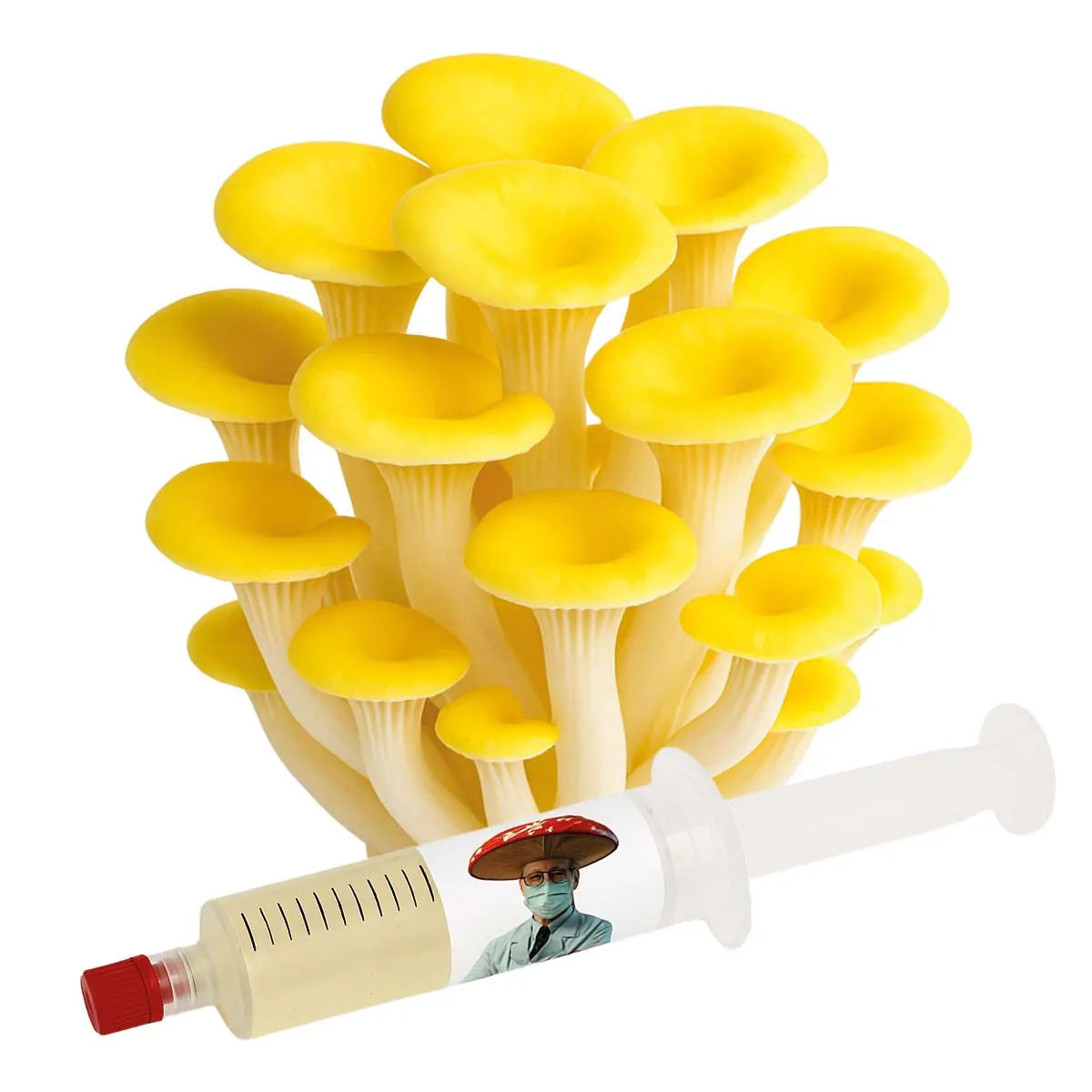cultura líquida shimeji amarelo pleurotus citrinopileatus