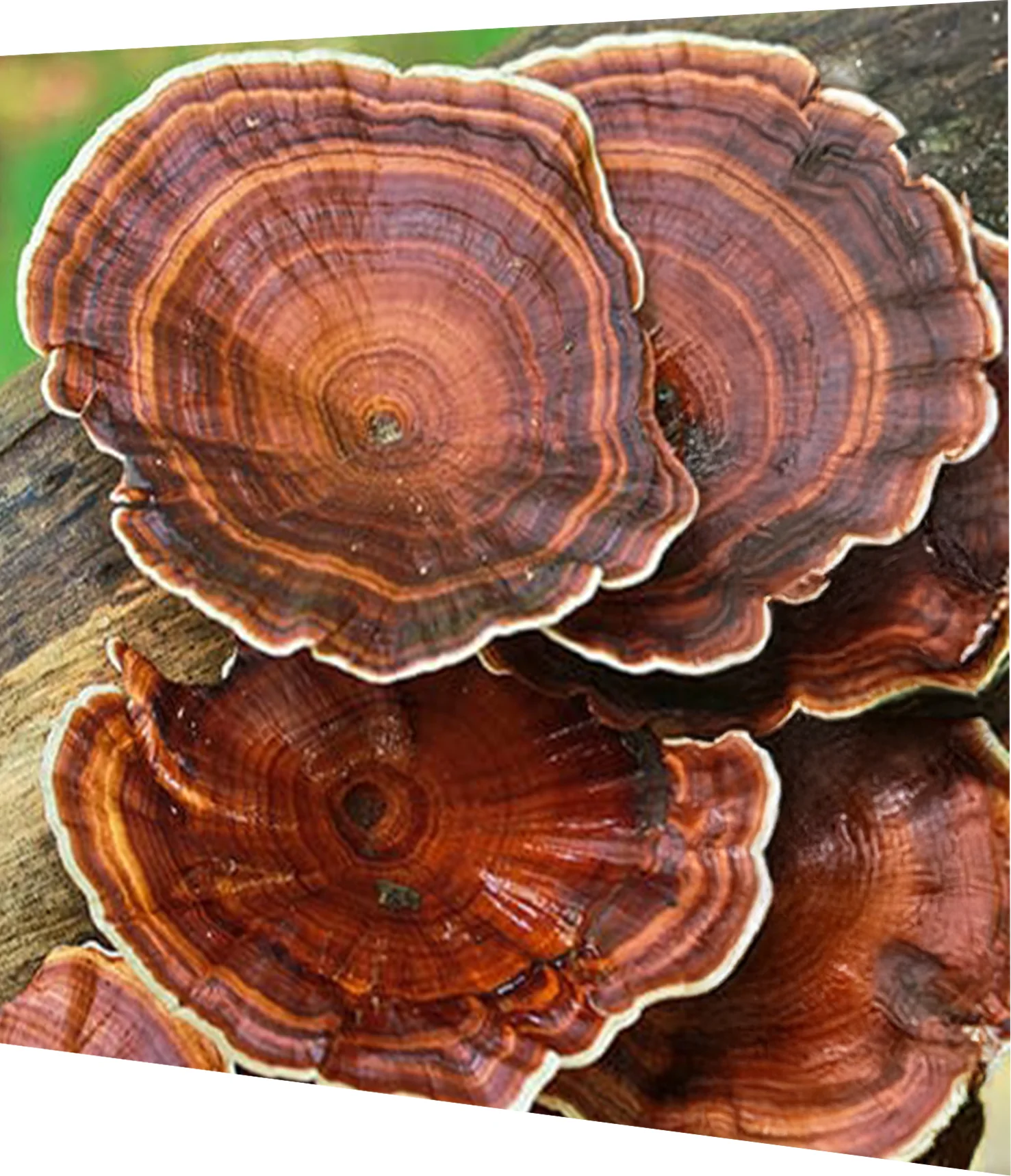 Reishi (Ganoderma Lucidum) - Semente Cultura Líquida - Imagem 4