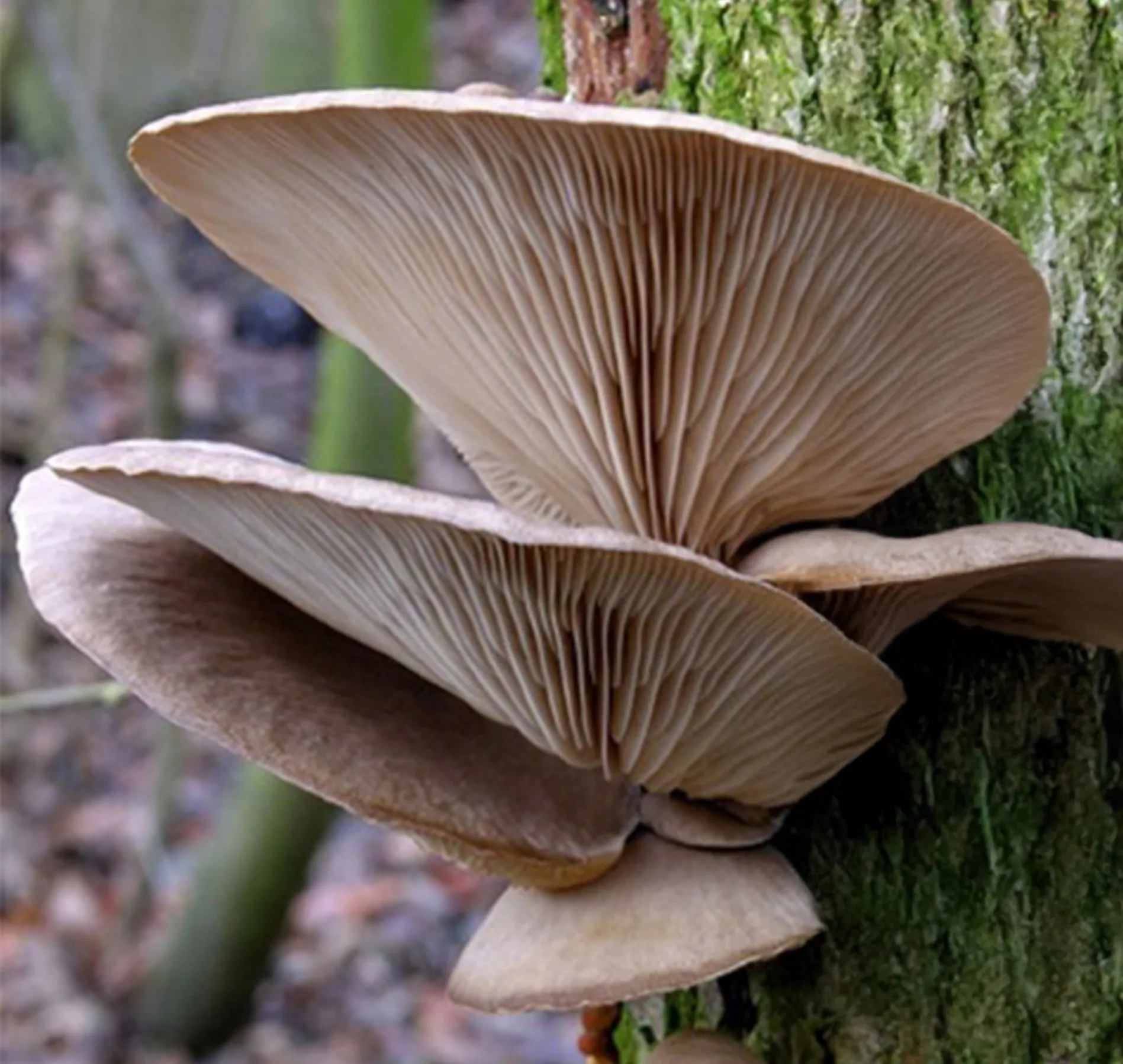 Shimeji Marrom (Pleurotus pulmonarius) - Semente Cultura Líquida - Imagem 4