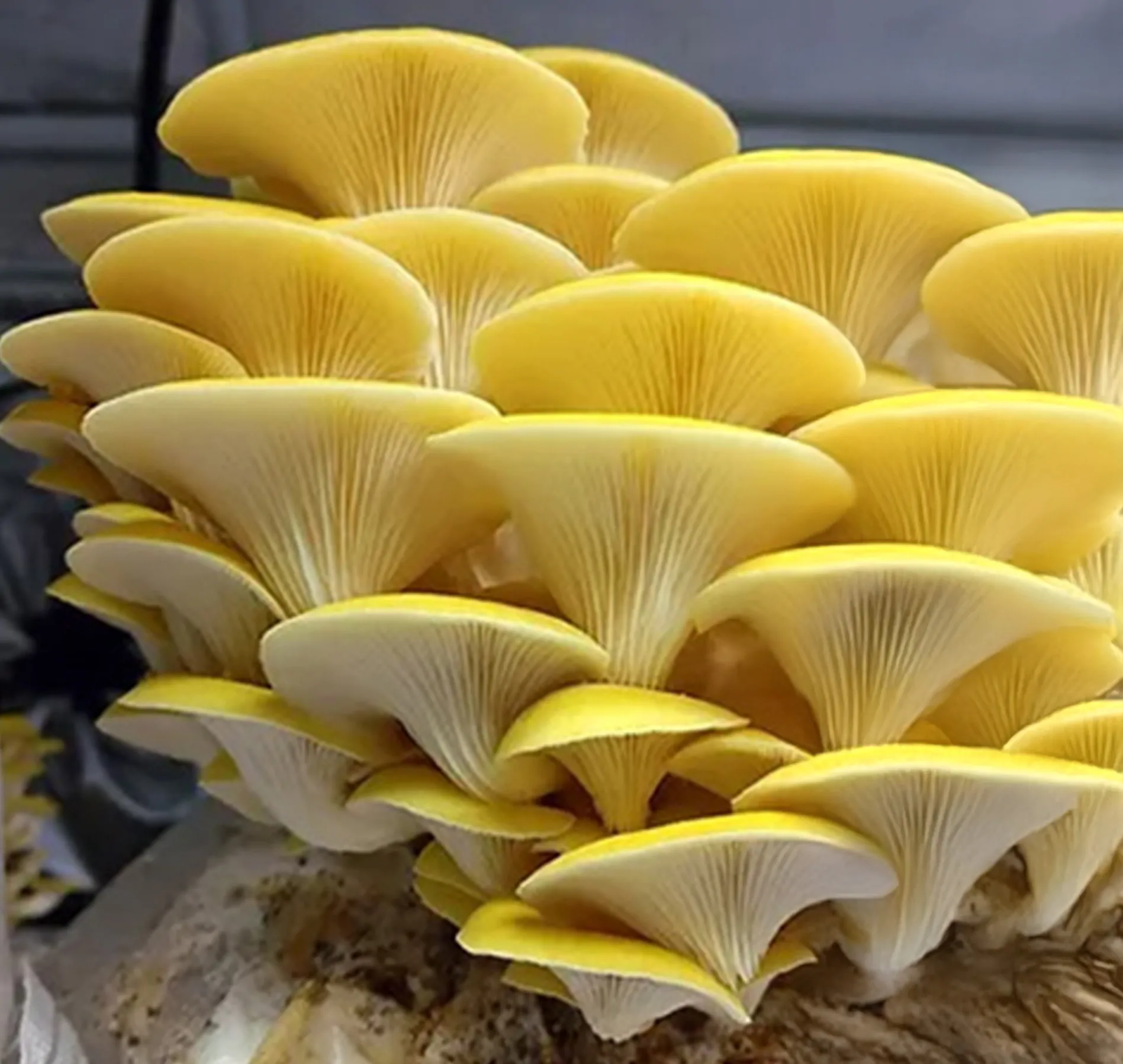 Shimeji Amarelo (Pleurotus citrinopileatus) - Semente Cultura Líquida - Imagem 4