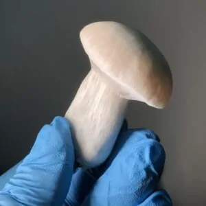 True Albino Teacher (TAT) - P. cubensis - Amostra Taxonômica