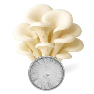Cultura em Placa - Shimeji "Branco" (Pleurotus ostreatus)