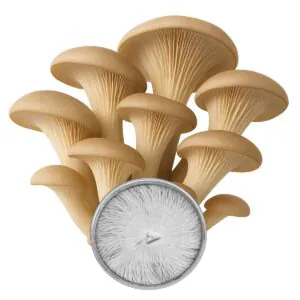 Cultura em Placa - Shimeji "Pérola" (Pleurotus ostreatus)