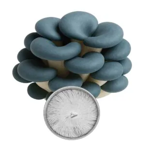 Cultura em Placa - Shimeji Azul / Cinza (Pleurotus columbinus)