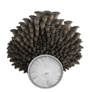 Cultura em Placa de Shimeji Preto - Semente Pleurotus ostreatus