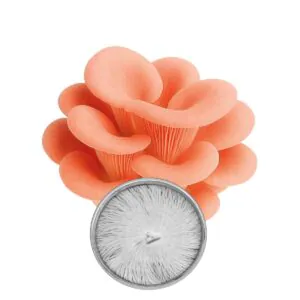 Cultura em Placa - Shimeji Rosa / Salmão (Pleurotus djamor)