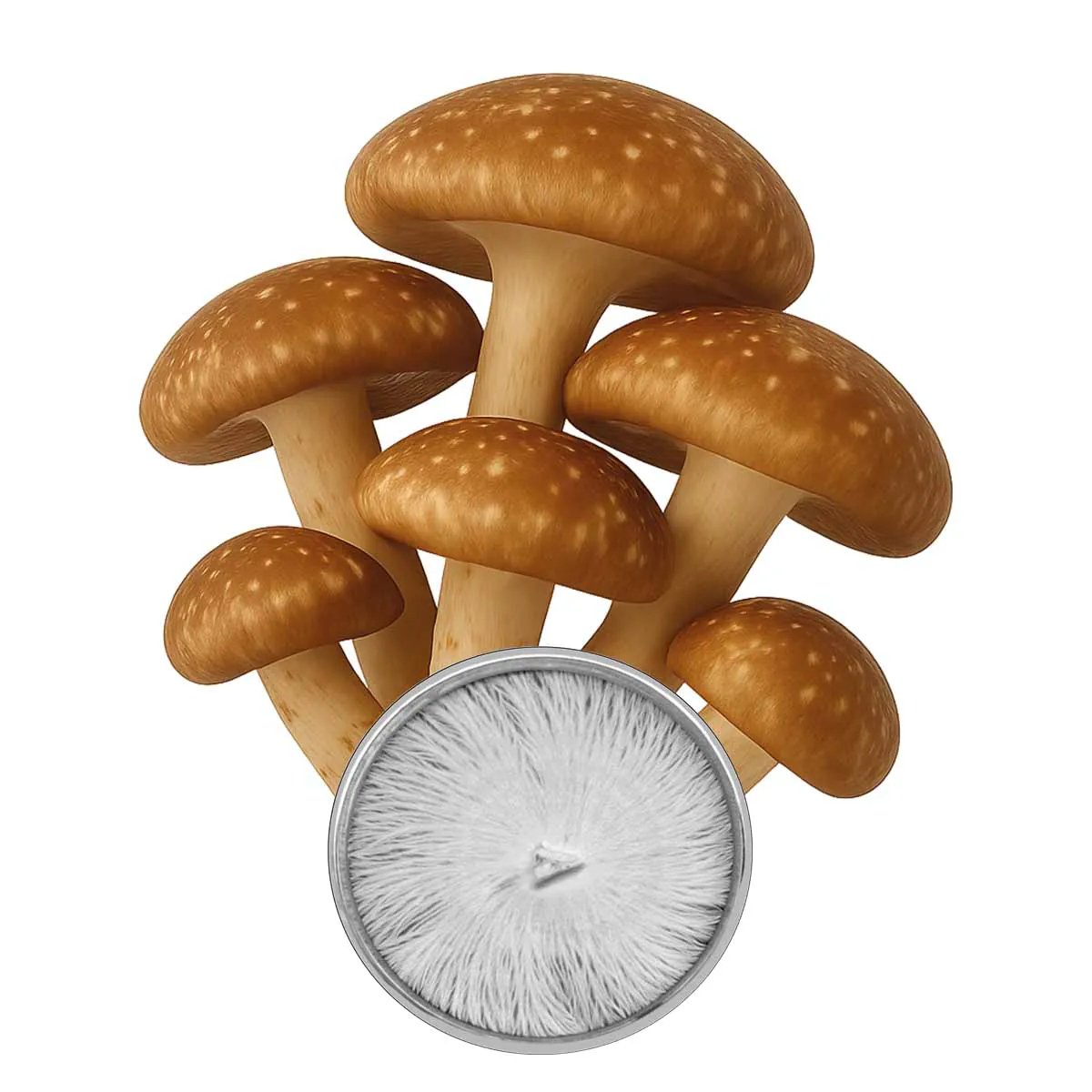 Cultura em Placa Shiitake - Lentinula edodes