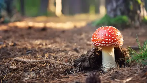 cogumelo do mario amanita muscaria