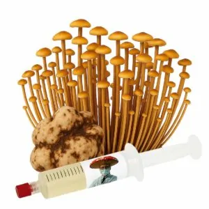 Galindoi (Psilocybe galindoi) – Semente Cultura Líquida