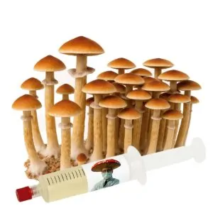 Thai Pink Buffalo (Psilocybe cubensis) – Semente Cultura Líquida