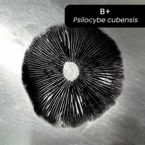 carimbo de esporos b+ psilocybe cubensis