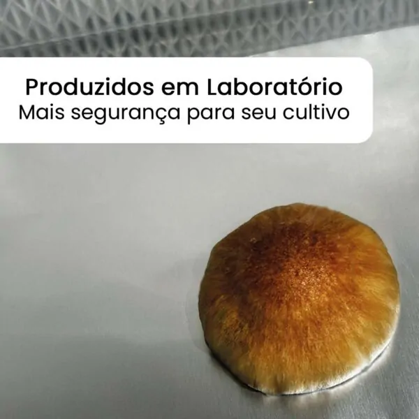 B+ (Psilocybe cubensis) - Carimbo de Esporos - Imagem 3